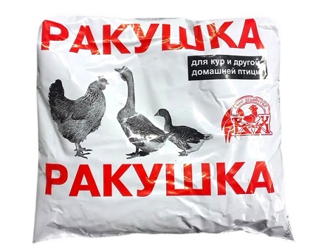 Ракушка фото